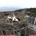 20_45-nest.jpg