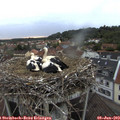 20_50-nest.jpg