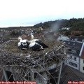 20_55-nest.jpg