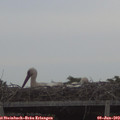 21_00-mast.jpg