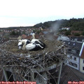 21_00-nest.jpg
