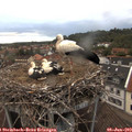 21_15-nest.jpg