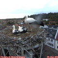 21_20-nest.jpg