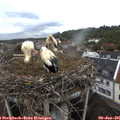 05_20-nest.jpg