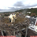 05_25-nest.jpg