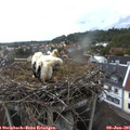 05_35-nest.jpg
