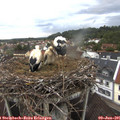 05_40-nest.jpg