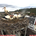 05_45-nest.jpg