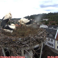 05_50-nest.jpg