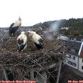 05_55-nest.jpg