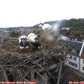 06_00-nest.jpg
