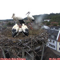 06_05-nest.jpg