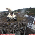06_10-nest.jpg