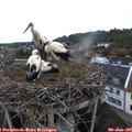 06_15-nest.jpg