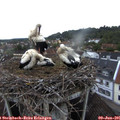 06_20-nest.jpg
