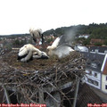 06_25-nest.jpg