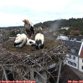 06_30-nest.jpg