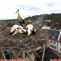 06_35-nest.jpg