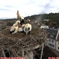 06_40-nest.jpg