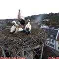 06_45-nest.jpg