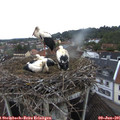 06_50-nest.jpg