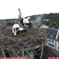 06_55-nest.jpg