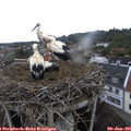 07_00-nest.jpg