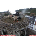 07_05-nest.jpg