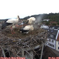 07_10-nest.jpg