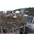 07_15-nest.jpg