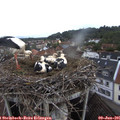 07_20-nest.jpg
