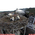 07_35-nest.jpg