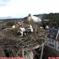 07_40-nest.jpg