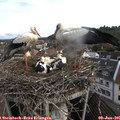 07_45-nest.jpg