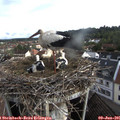 07_50-nest.jpg