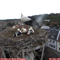 07_55-nest.jpg