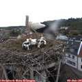 08_00-nest.jpg