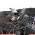 08_05-nest.jpg