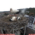 08_10-nest.jpg