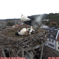08_15-nest.jpg