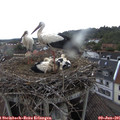 08_20-nest.jpg