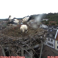 08_25-nest.jpg
