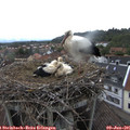 08_30-nest.jpg
