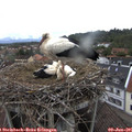 08_35-nest.jpg