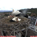 08_40-nest.jpg