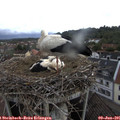 08_45-nest.jpg