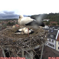 08_50-nest.jpg