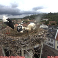 08_55-nest.jpg