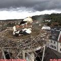 09_00-nest.jpg