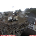 09_10-nest.jpg
